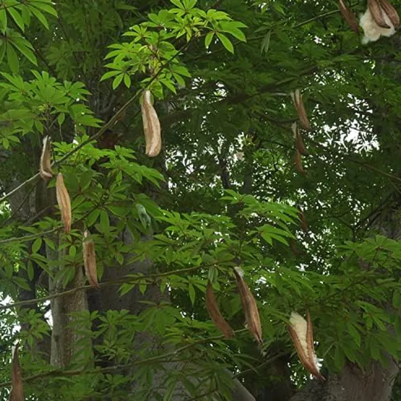 Natural Kapok Filling Comforters