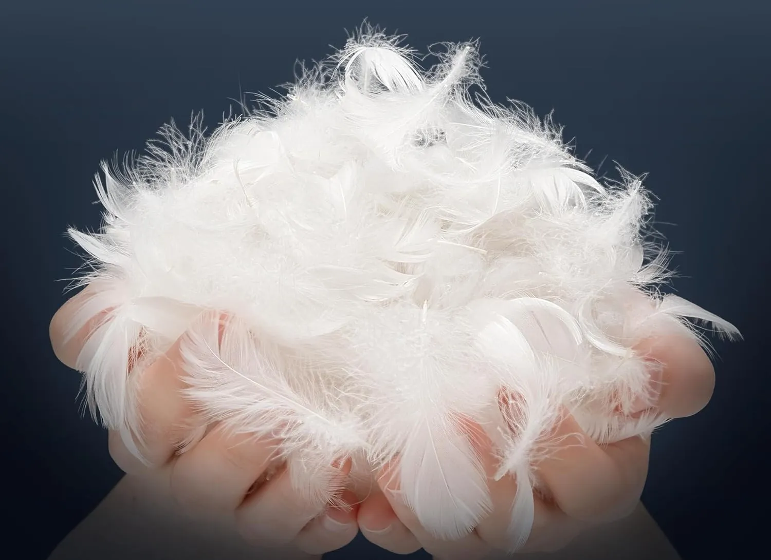 White Goose Down and Feather
